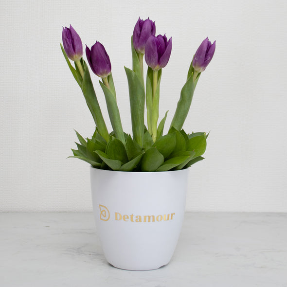 Minipot - 5 tulipanes