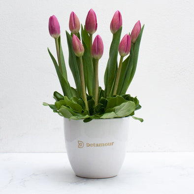 Minipot - 8 tulipanes