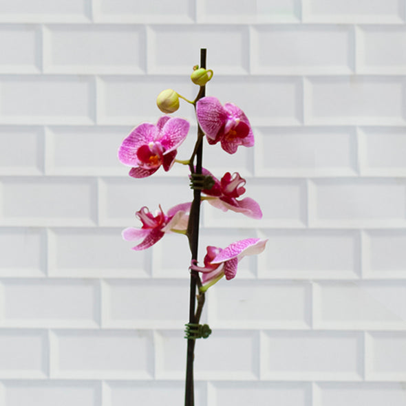 Orquidea lila